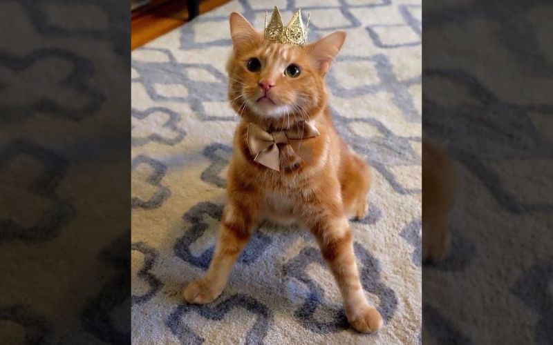 The Wobbly Cat With Cerebellar Hypoplasia Doesnt Give Up Easily 5