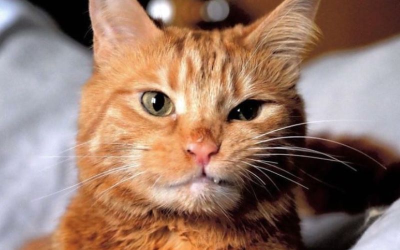 The Wobbly Cat With Cerebellar Hypoplasia Doesnt Give Up Easily 6