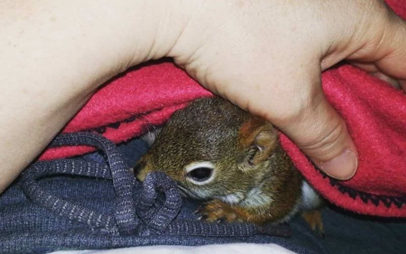 This Cat And His Unlikely Friend Are The Most Adorable Odd Couple Youll See 1