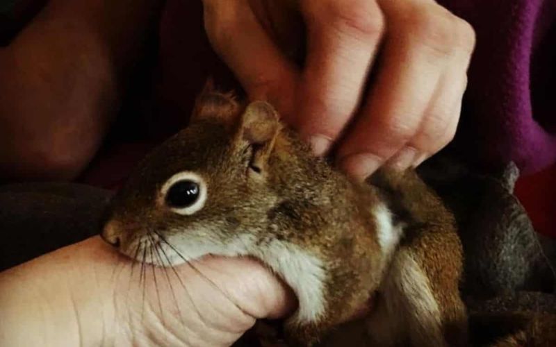 This Cat And His Unlikely Friend Are The Most Adorable Odd Couple Youll See 2
