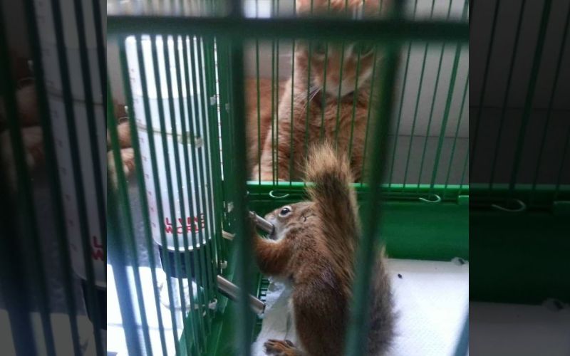 This Cat And His Unlikely Friend Are The Most Adorable Odd Couple Youll See 3