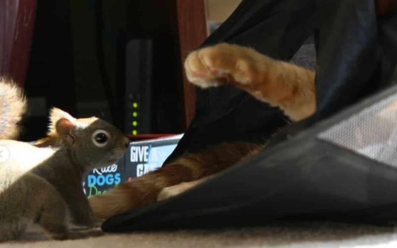 This Cat And His Unlikely Friend Are The Most Adorable Odd Couple Youll See 4