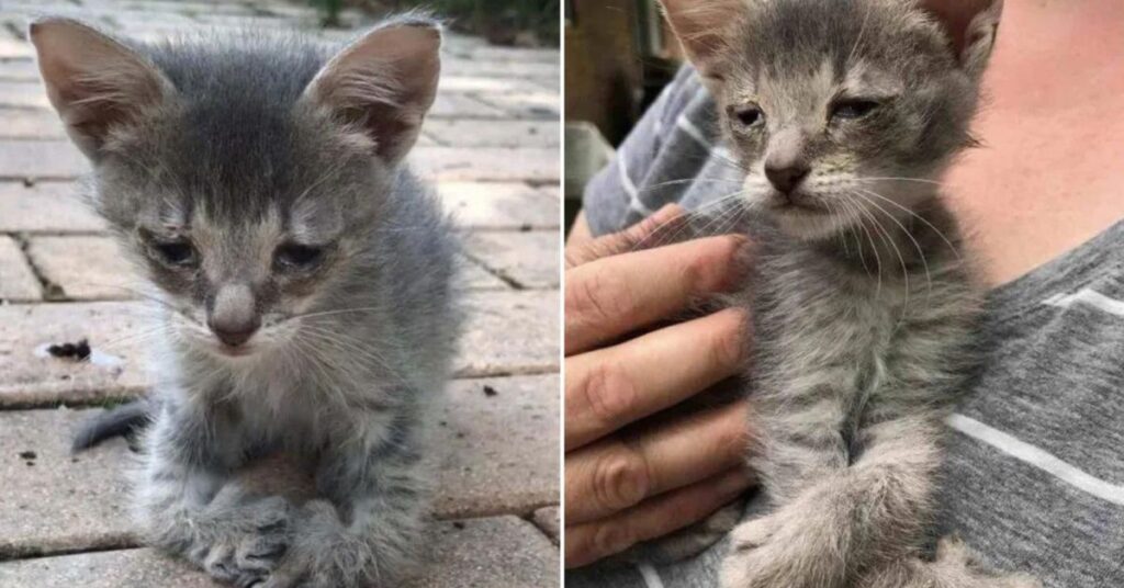 Tiny Kitten With Special Paws Comes To A Woman Begging For Help